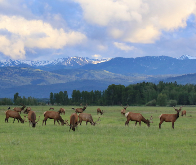 Herd of elk grazing with mountains in the background