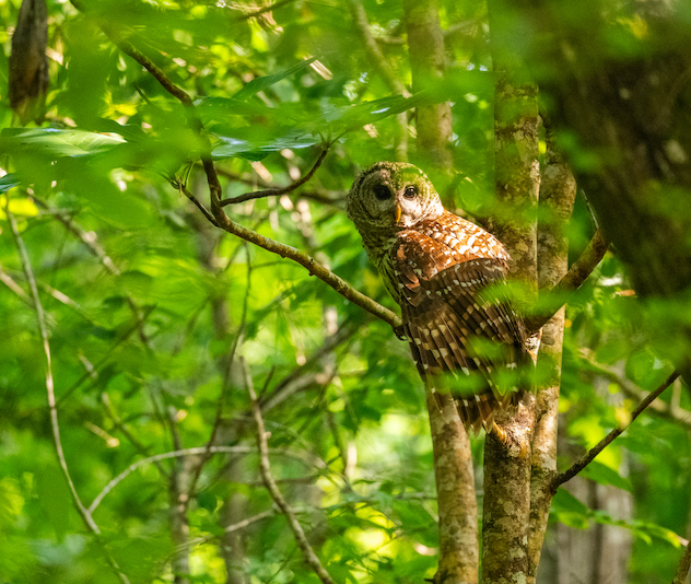 Owl sitting in a tree with green leaves