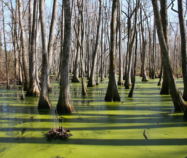 Swamp with green water and tall bare trees