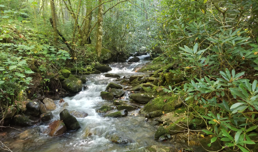 Cabin Creek flowing through the lush greenery of Balsam Gap surrounded by a dense, green forest, showcasing the richness of the landscape.