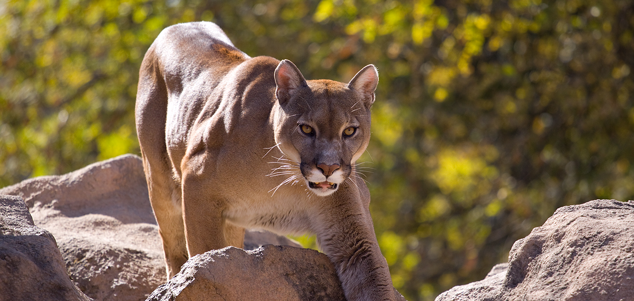 A mountain lion strides across rugged rocks, highlighting its agility and strength in the wild.